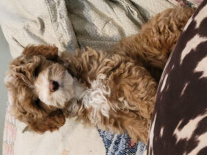 Jaide Slutpuppy S A Comprehensive Guide To Understanding