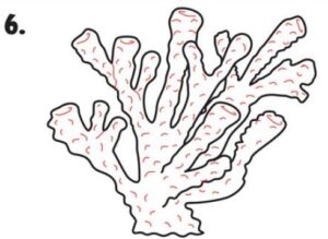 How To Draw Coral