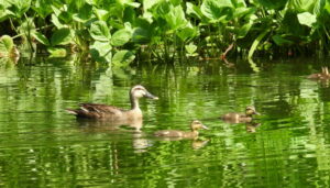 Wheres The Town Of Peckers Cutoff