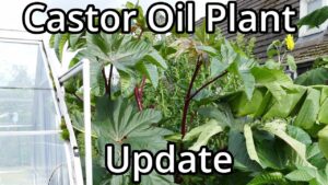 Where Do I Find Castor Oil In Walmart